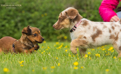 Entscheidung für den Zukünftigen Hund