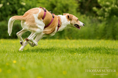 Jagende Hunde