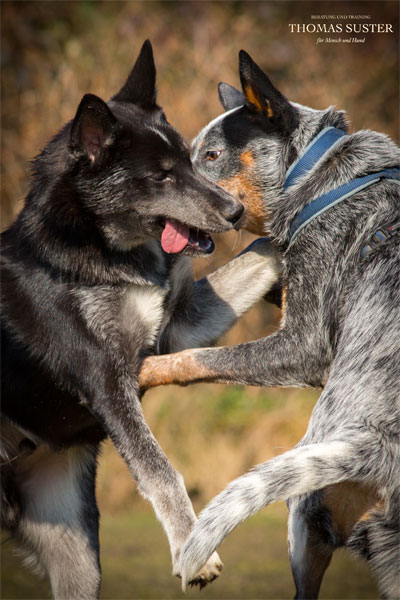 Hunde in der Pubertät