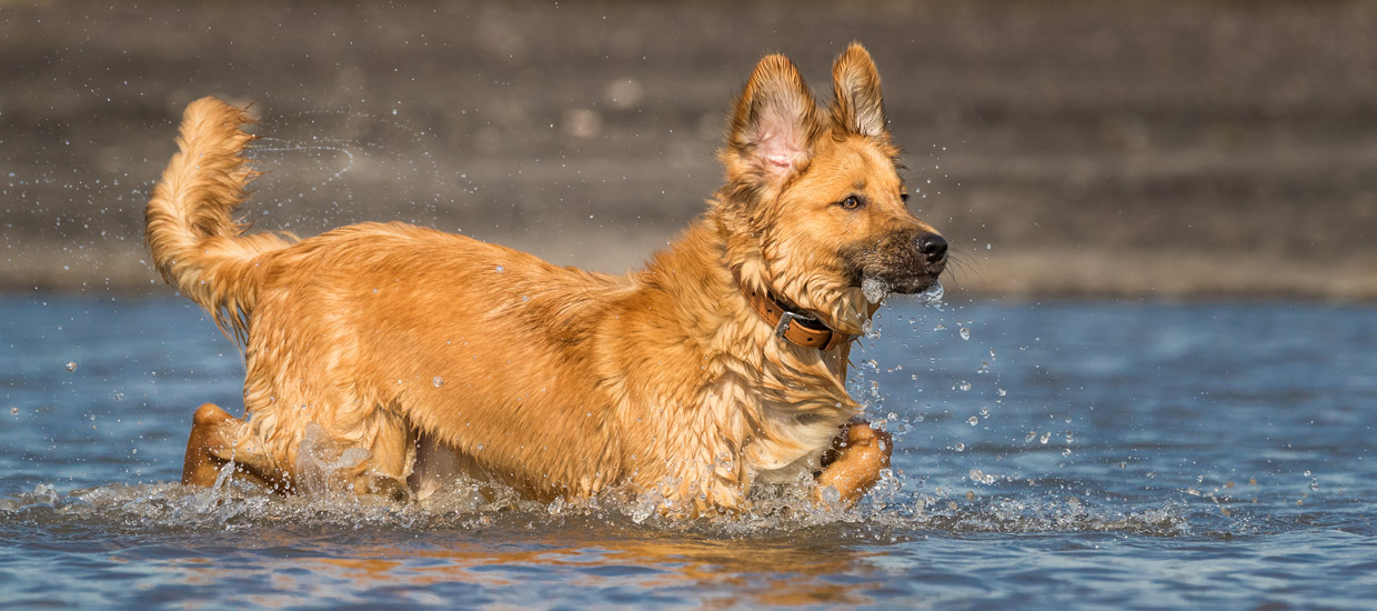 Hundefotograf-Oberhausen-Bottrop-Duisburg-Essen-Dinslaken-2-Thomas-Suster