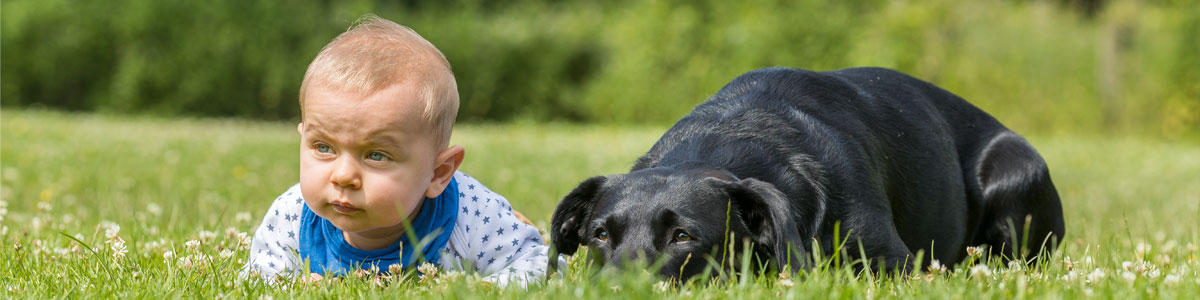 Leistungen in der Hundefotografie