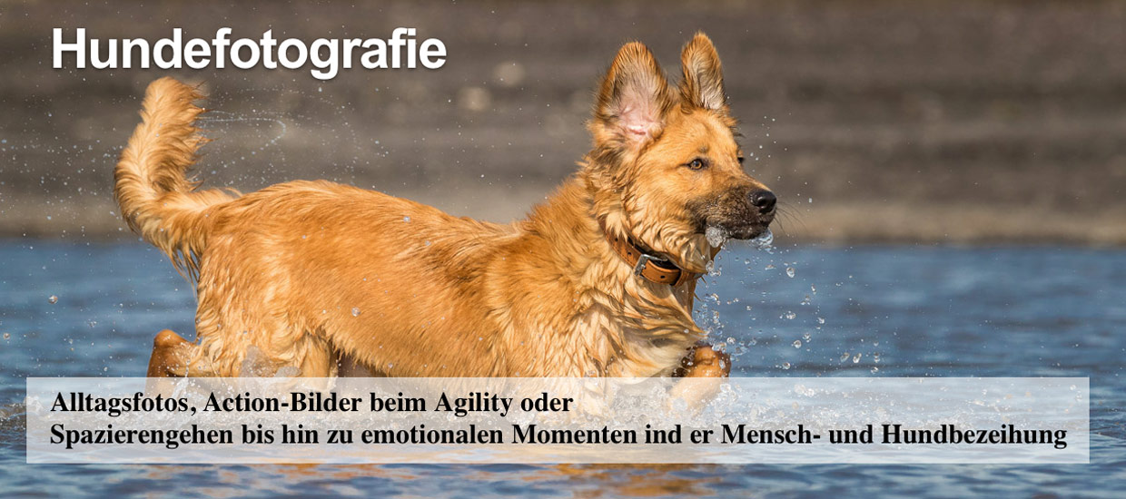 hundefotografie-oberhausen-tierfotografie-bottrop-muelheim-umgebung-thomas-suster